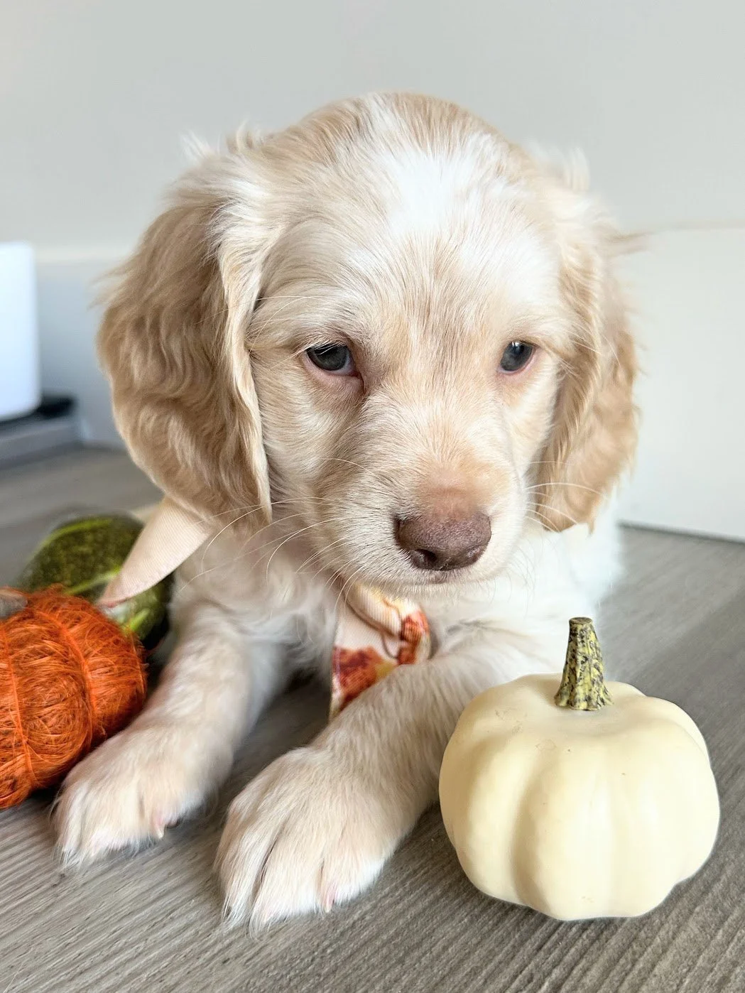 Snoopy — Taylormade Miniature Golden Retriever